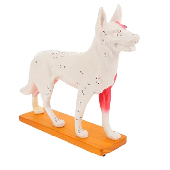 Köpek Akupunktur Modeli Köpek Akupunktur Anatomisi Modeli Öğretim Öğrencileri için