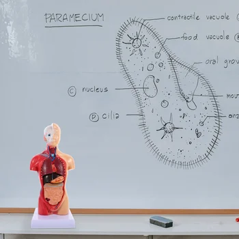 İnsan Torso Vücut Modeli Playset Öğretim Anatomi Organları Modeli Okul Eğitim aracı Çocuklar İnsan Vücudu Hemşirelik Torso Anatomik