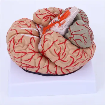 Nörolojik insan beyin anatomisi modeli, serebral arter modeli, ayrılabilir dijital beyin büyütme modeli, öğretim yardımcıları