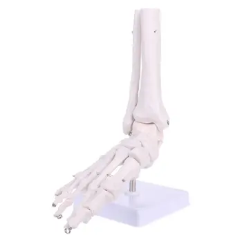 Yaşam boyutu Ayak Bileği Eklemi Anatomik iskelet Modeli Tıbbi Ekran Çalışma Aracı Drop Shipping