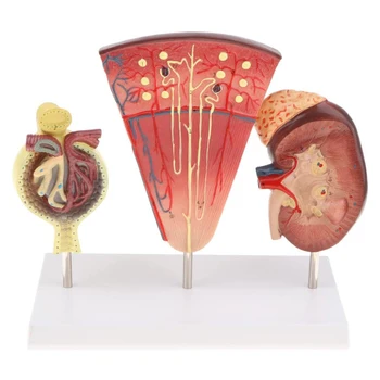Anatomik Böbrek Modeli Bölüm Nefron Glomerulus ve Standı Tabanı Okul Öğretim için Ekran Laboratuvar Gösteri Çalışma Aracı
