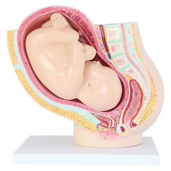 Bir sagital anatomik modeli kadın gebelik ile 40 hafta fetal kadın pelvik anatomi embriyonik modeli