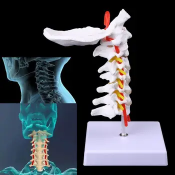 Servikal Vertebra Arteria Omurga Spinal Sinirler Anatomik Modeli Yaşam Boyutu
