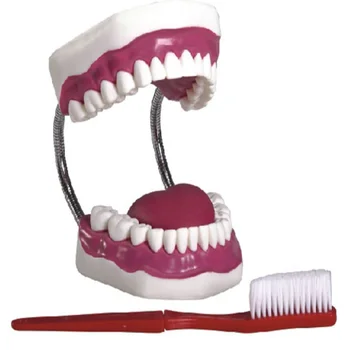 Diş Bakımı Sağlık Modeli (28 Diş, Büyütülmüş 5 Kez)