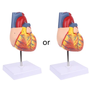Demonte Anatomik İnsan Kalp Modeli Anatomi Tıbbi Öğretim Aracı Drop Shipping